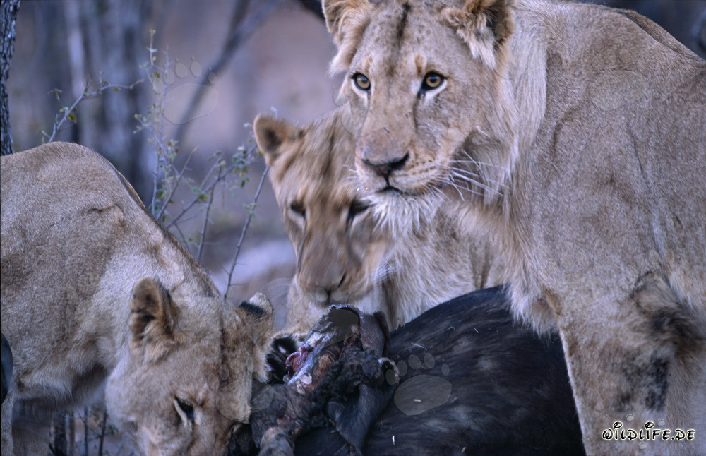 Female African Lions Observing Freshly Killed Prey in the Savanna of South Africa