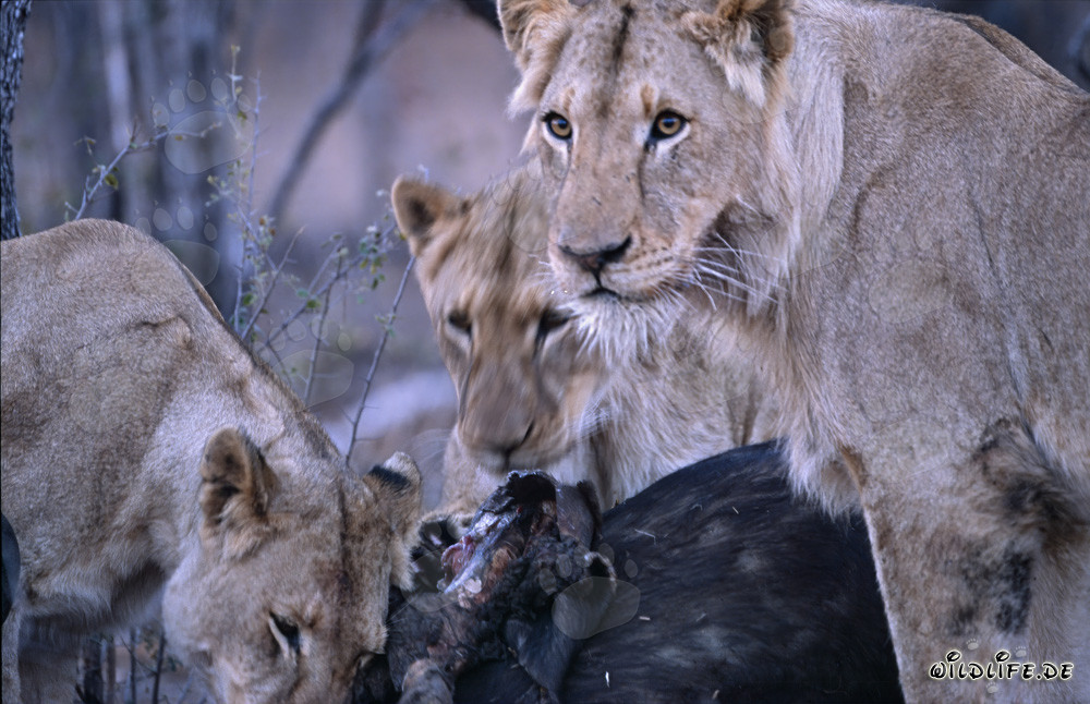 Leonas observando una presa recién cazada en la sabana de Sudáfrica
