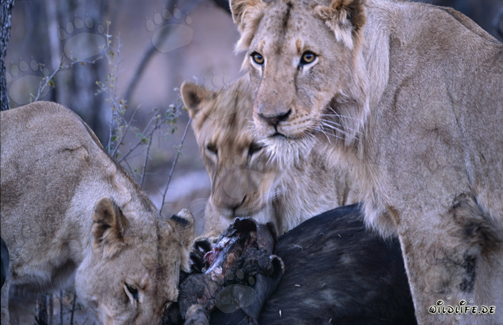 Leonesse osservano una preda appena cacciata nella savana del Sudafrica