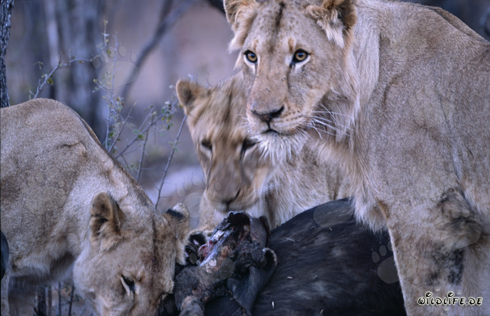 Lionnes observant une proie fraîchement tuée dans la savane d'Afrique du Sud