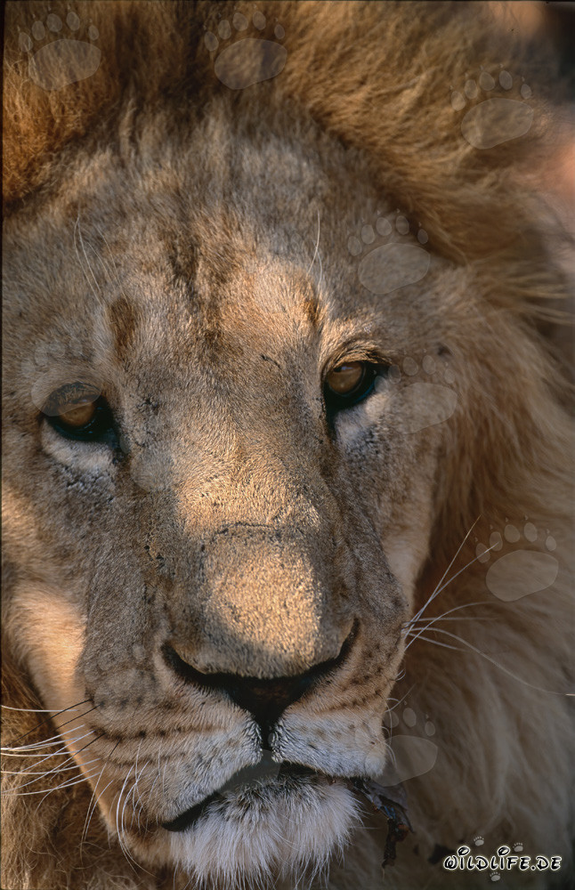 Sad Barbary Lion Resting Under a Tree