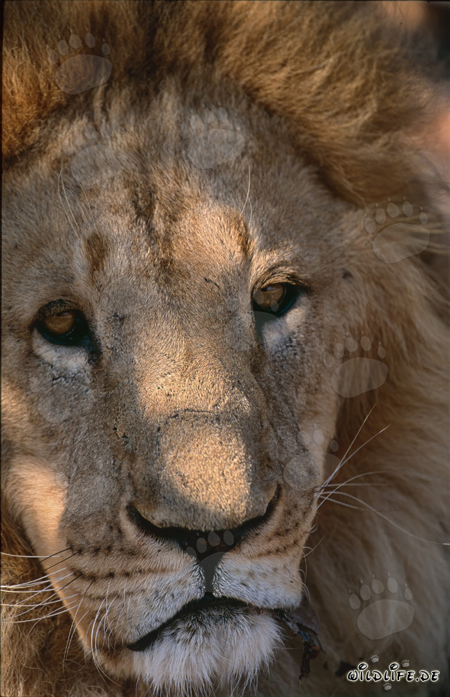 Lion berbero triste riposa sotto un albero