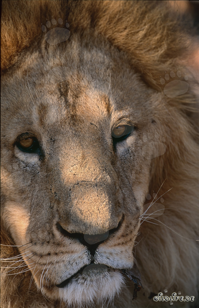 Lion berbère triste repose sous un arbre
