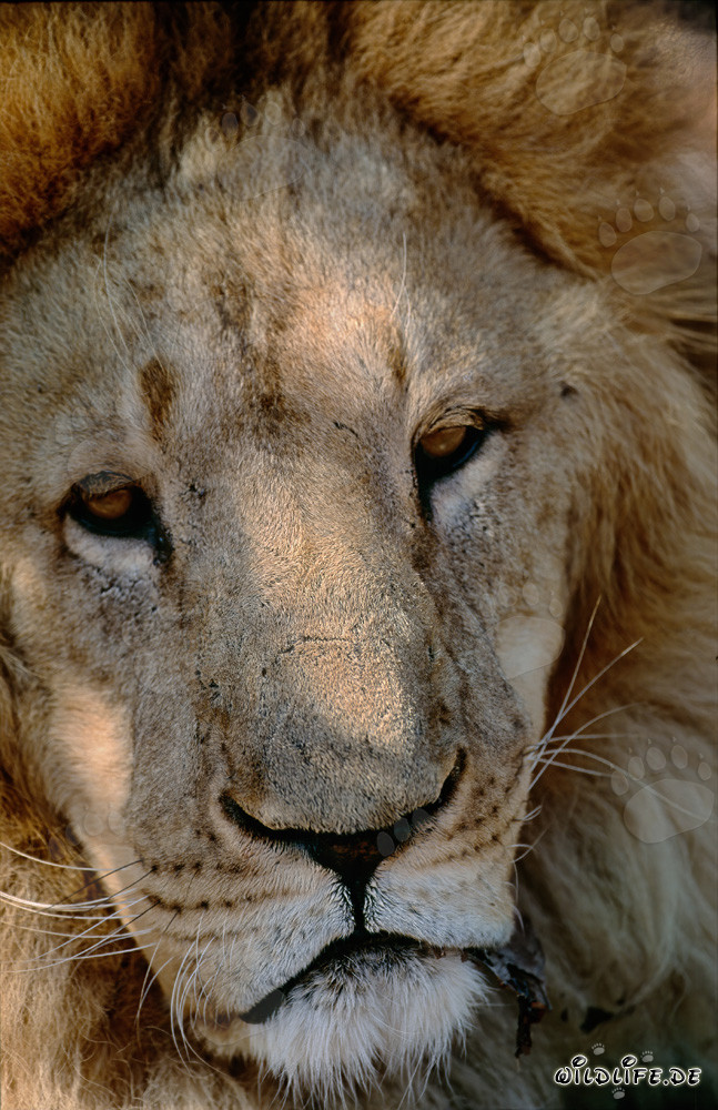 Impressive Barbary Lion Head Portrait in Captivity