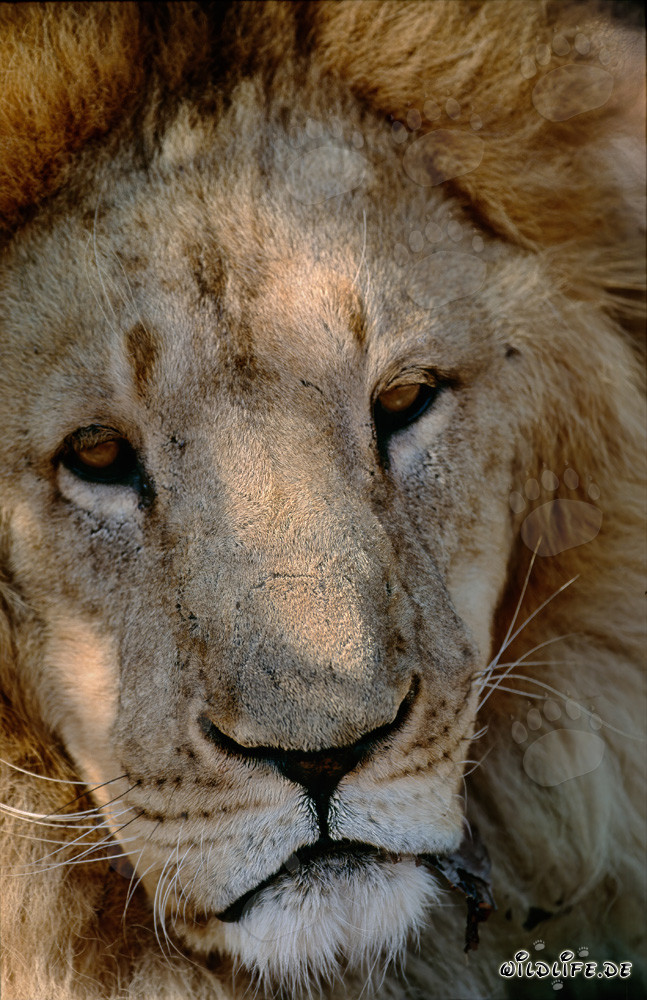 Imponente ritratto della testa di leone berbero in cattività