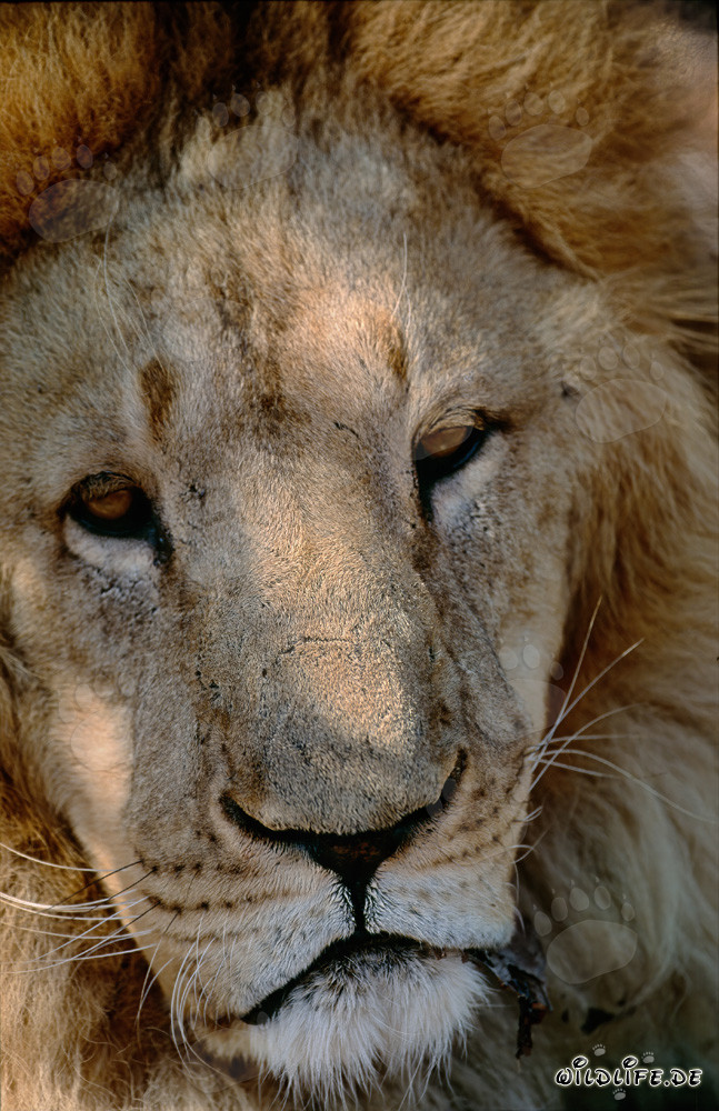 Portrait impressionnant de la tête de lion berbère en captivité