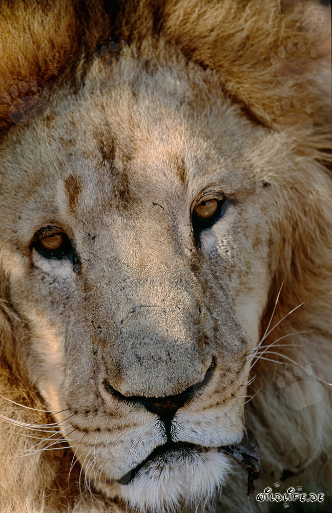 Majestic Barbary Lion with Impressive Mane