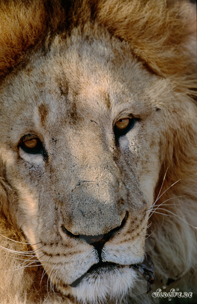 León bereber majestuoso con una melena impresionante