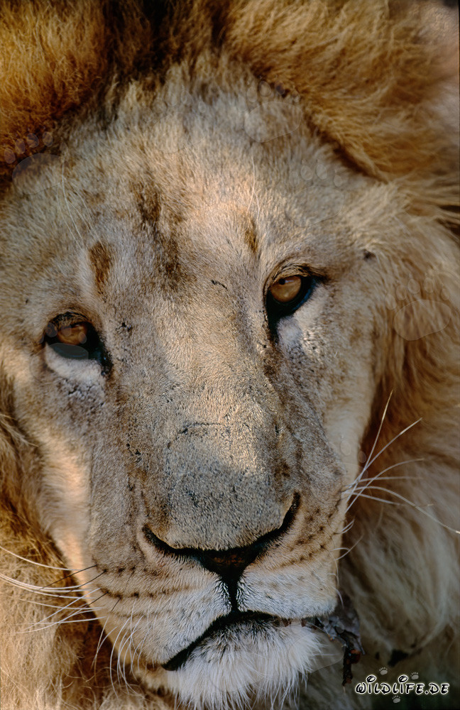 Lion berbère majestueux avec une crinière impressionnante