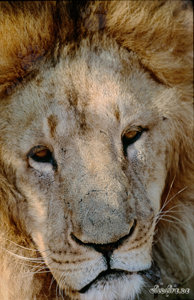 Impressive face of the Barbary lion in captivity