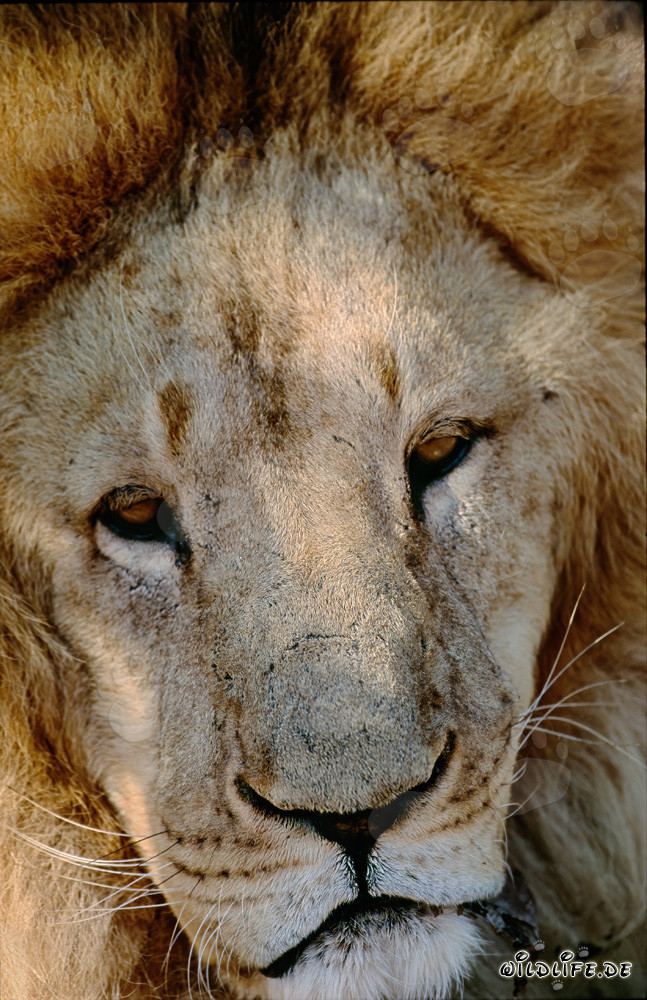 Visage imposant du lion de l'Atlas en captivité