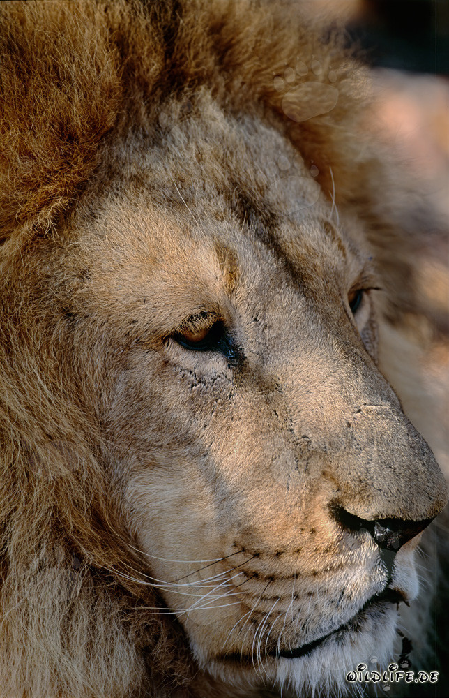 Majestic portrait of a Barbary lion in all its glory