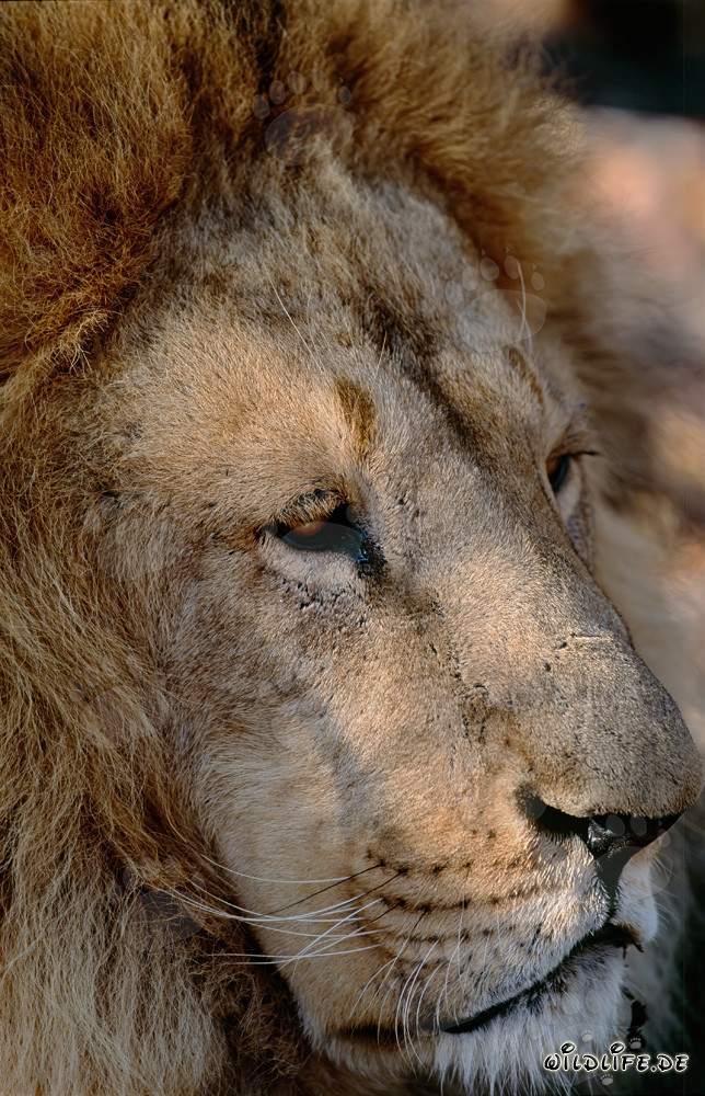 Retrato majestuoso de un león bereber en todo su esplendor