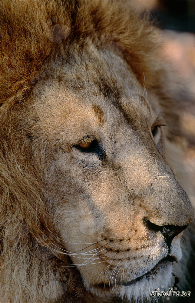 Ritratto maestoso di un leone berbero in tutta la sua grandezza