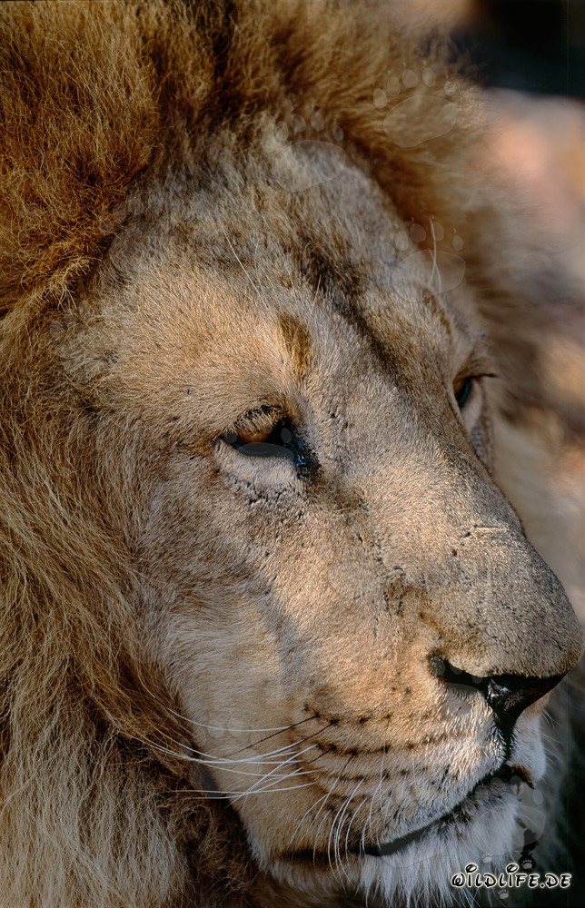 Portrait majestueux d'un lion berbère dans toute sa splendeur