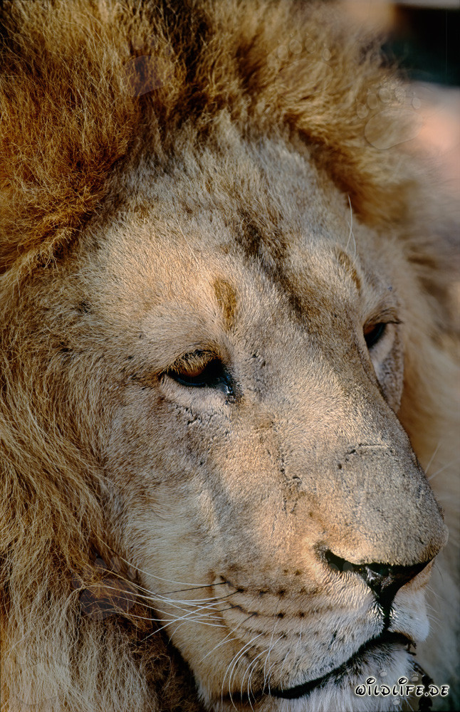 Fascinating Portrait of a Barbary Lion (Panthera leo leo)