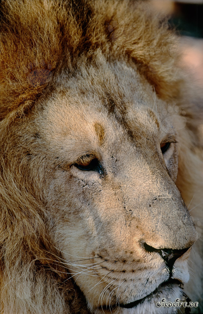 Faszinierendes Porträt eines Berberlöwen (Panthera leo leo)