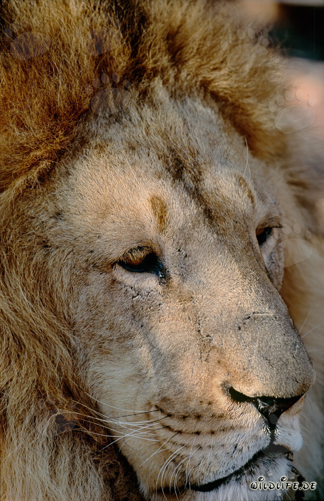 Retrato fascinante de un león bereber (Panthera leo leo)