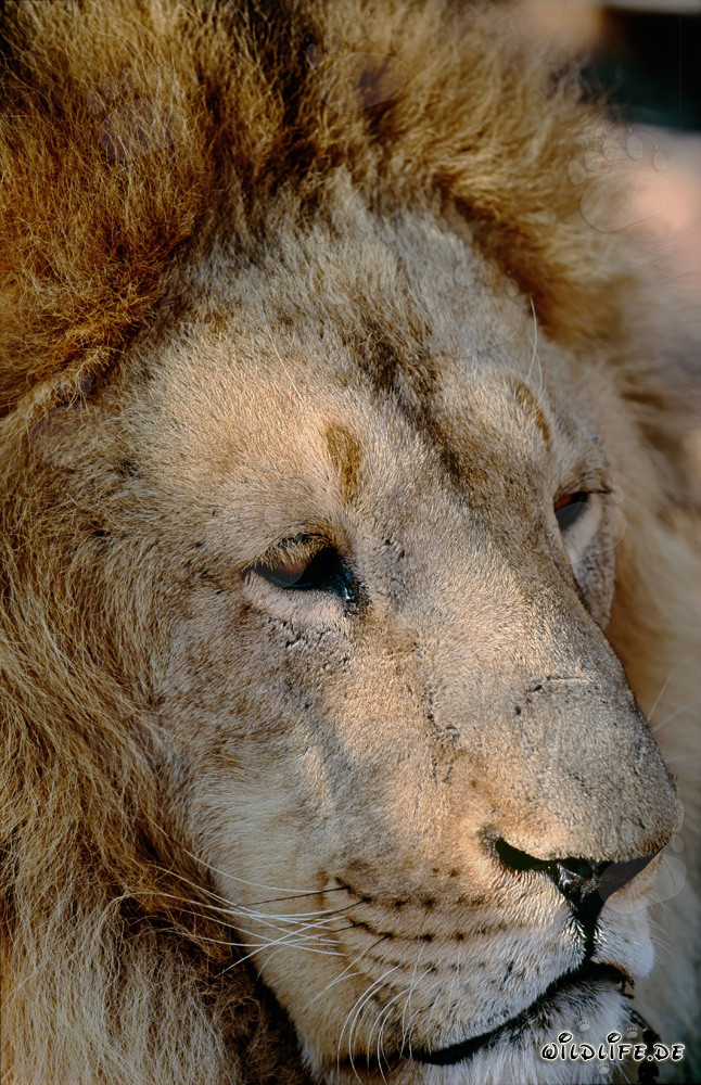 Ritratto affascinante di un leone berbero (Panthera leo leo)