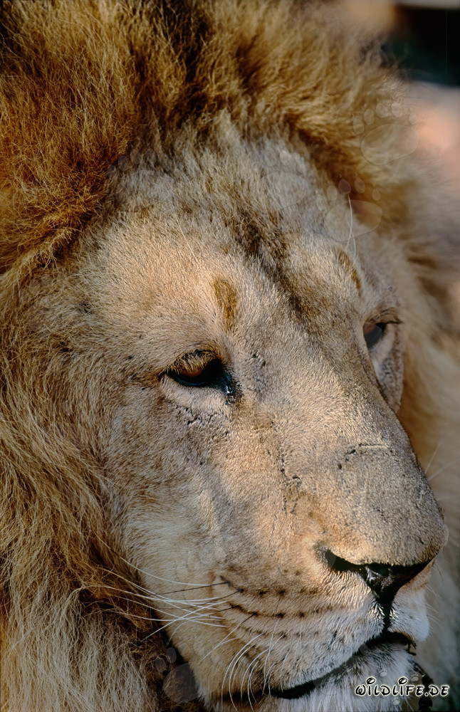 Portrait fascinant d'un lion berbère (Panthera leo leo)