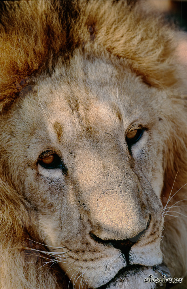 Fascinating Portrait of a Barbary Lion (Panthera leo leo)