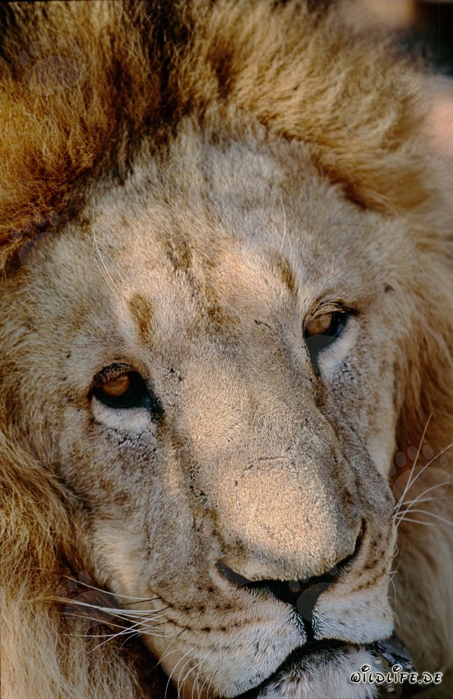 Faszinierendes Porträt eines Berberlöwen (Panthera leo leo)