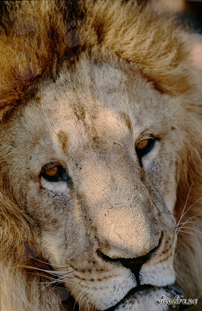 Retrato fascinante de un león del Atlas (Panthera leo leo)