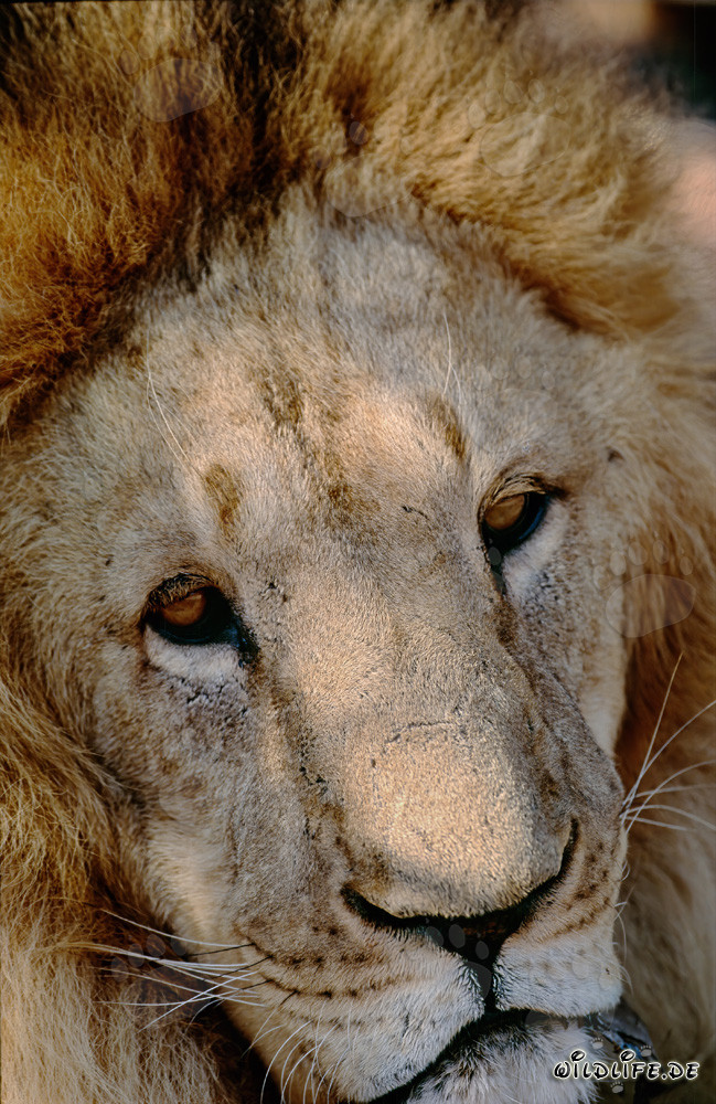 Fascinante ritratto di un leone dell'Atlante (Panthera leo leo)