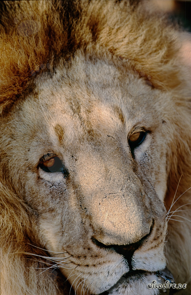 Portrait fascinant d'un lion de l'Atlas (Panthera leo leo)