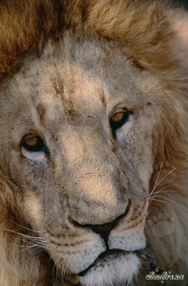 Sympathetic Big Cat Barbary lion at a Research & Breeding Centre in South Africa