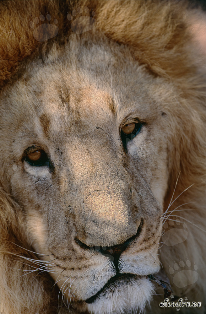 León bereber simpático en un centro de investigación y cría en Sudáfrica