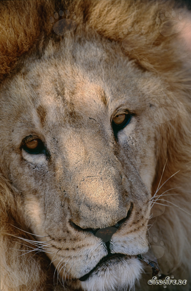 Leone berbero simpatico in un centro di ricerca e allevamento in Sudafrica