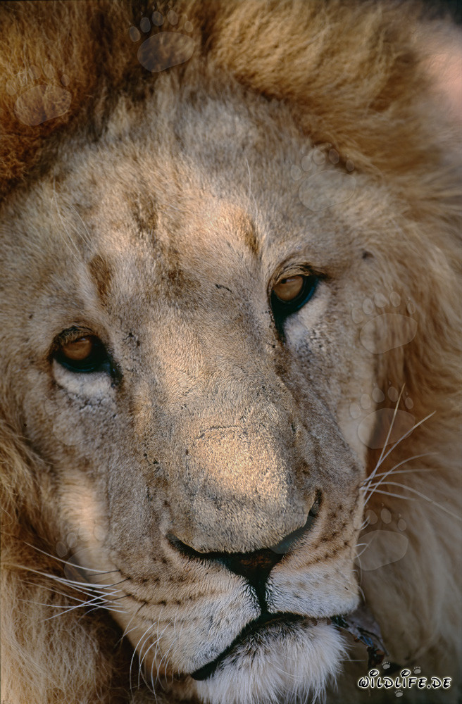 Lion berbère sympathique dans un centre de recherche et d'élevage en Afrique du Sud