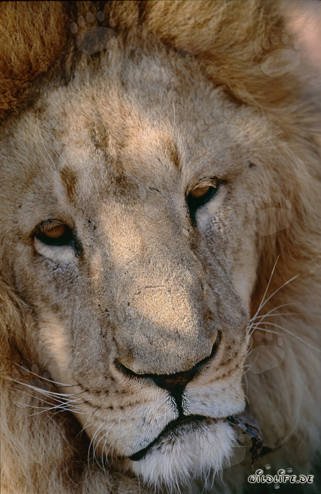 The Majestic Barbary Lion: A Symbol of the Wilderness