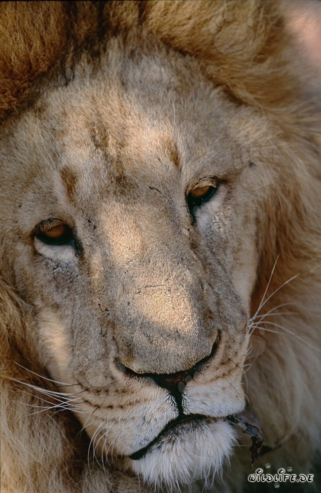 El majestuoso león de Berbería: un símbolo de la naturaleza salvaje
