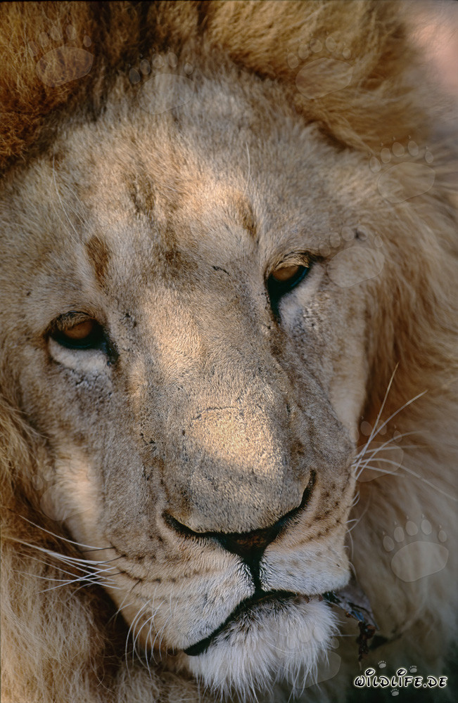 Il maestoso leone di Berberia: un simbolo della natura selvaggia