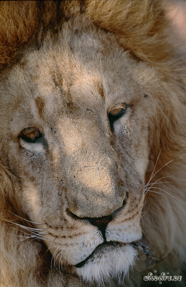 Le majestueux lion de Barbarie : un symbole de la nature sauvage