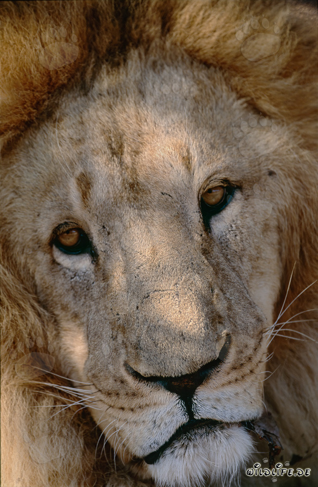 Retrato majestuoso del león bereber en todo su esplendor