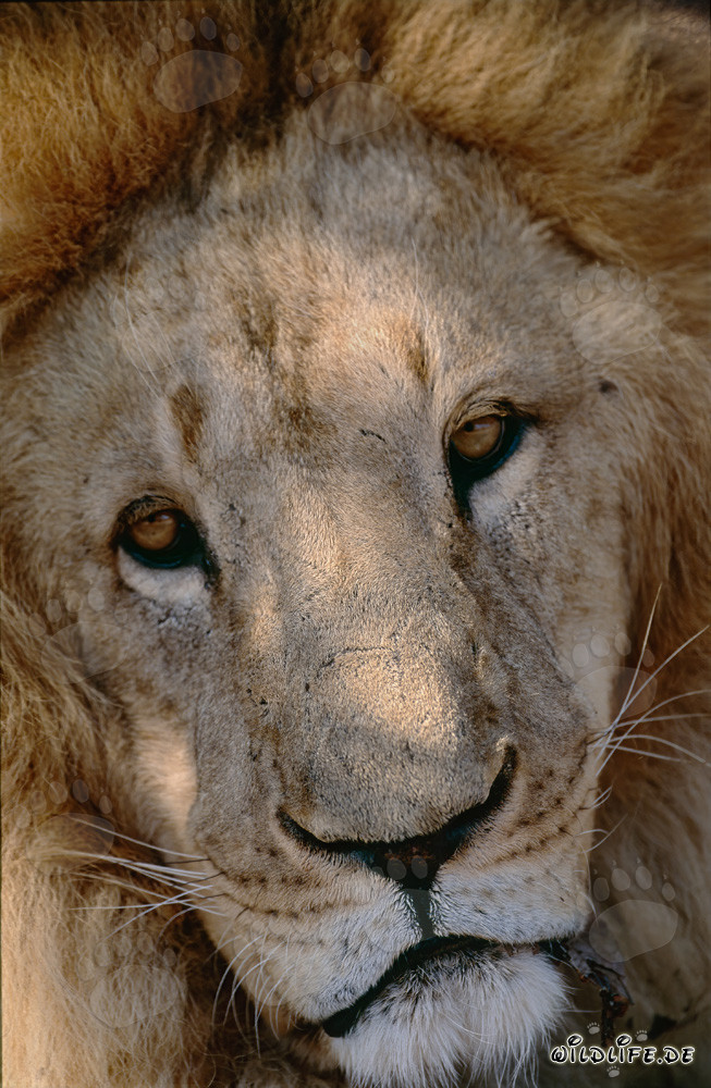 Imponente ritratto della testa del leone berbero in tutto il suo splendore