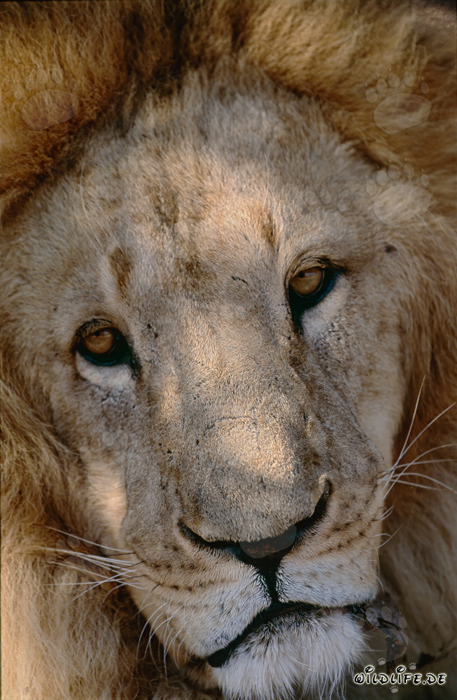 Portrait majestueux en pleine gloire du lion de l'Atlas