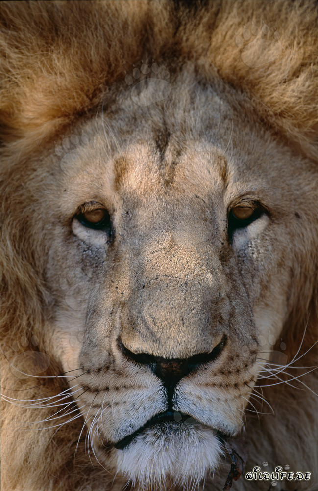 Majestic Berber lion face full of pride and strength