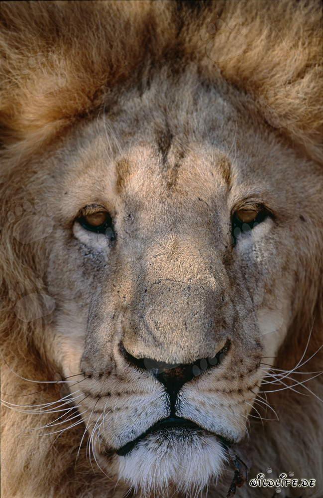 Rostro majestuoso de león bereber lleno de orgullo y fuerza