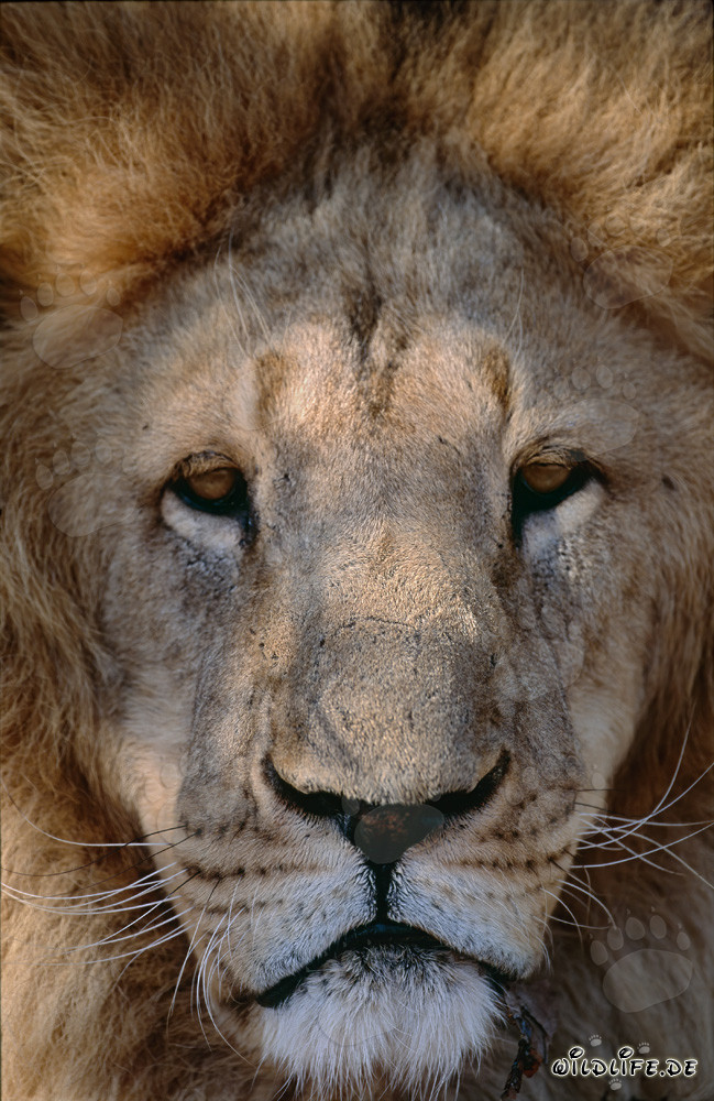 Volto maestoso di leone berbero pieno di orgoglio e forza
