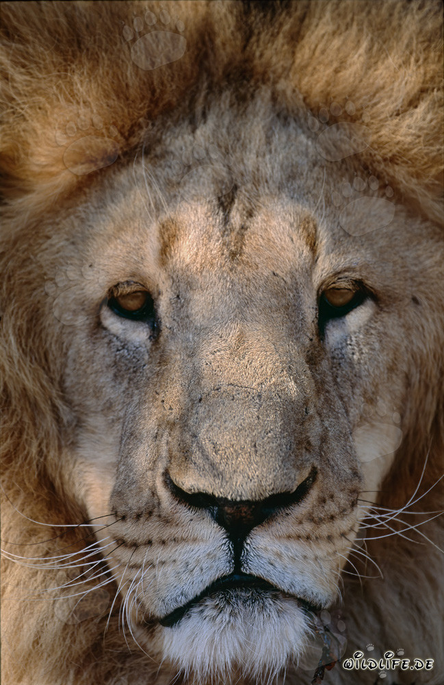 Visage majestueux de lion berbère plein de fierté et de force