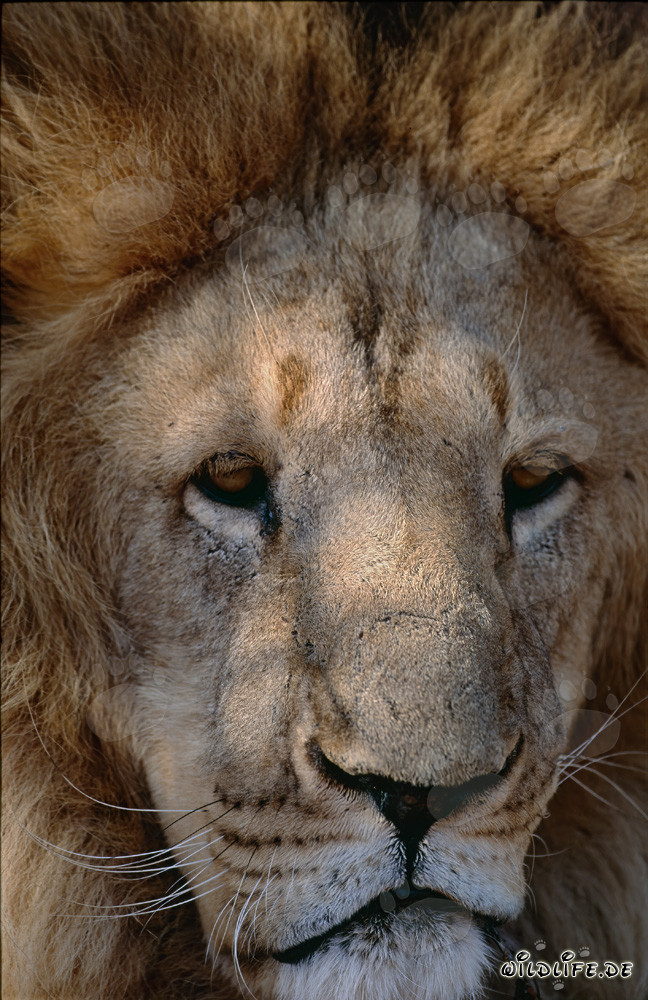 Barbary Lion Portrait