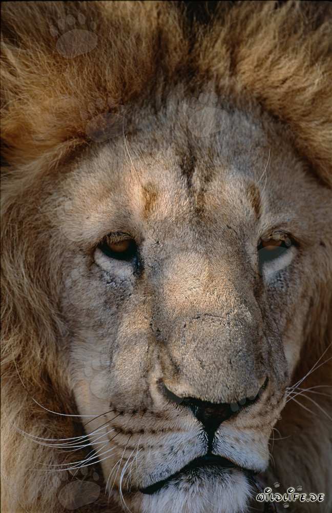 Rostro imponente del león del Atlas (Panthera leo leo)