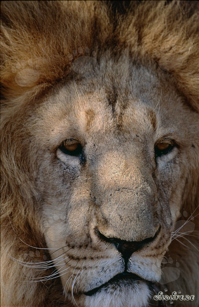 Volto imponente del leone dell'Atlante (Panthera leo leo)