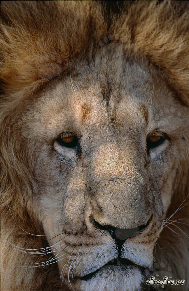 Visage imposant du lion de l'Atlas (Panthera leo leo)