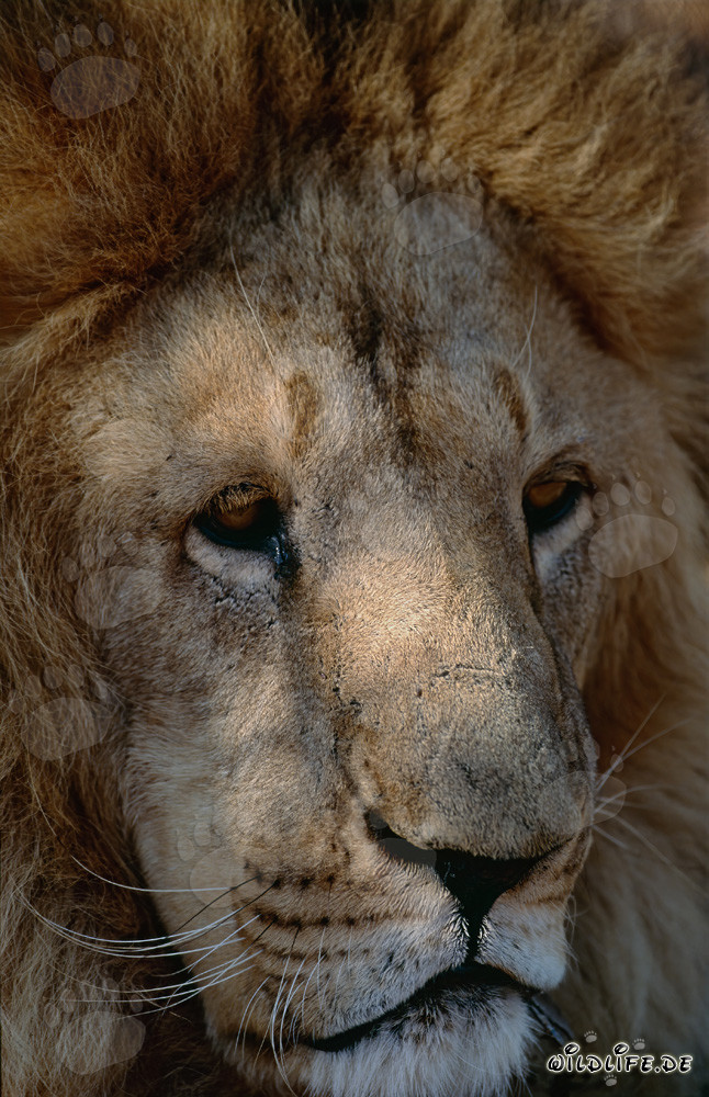 Portrait of a Majestic Barbary Lion