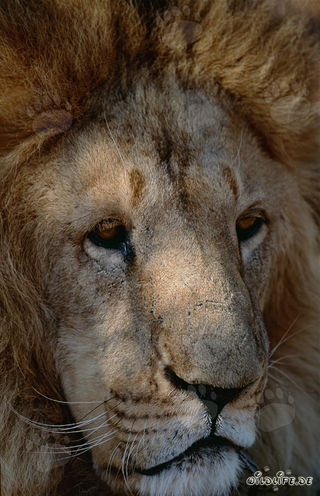 Retrato de un majestuoso león bereber